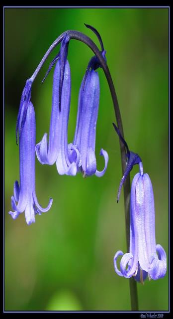 ENGLISH BLUEBELL (CLASS – IV)