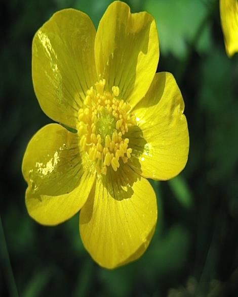 BUTTERCUP (CLASS-I)