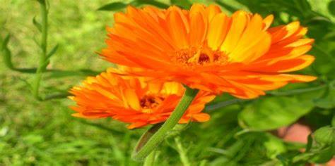 CALENDULA (CLASS – II)