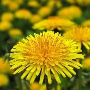 DANDELION (CLASS-III)