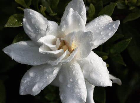GARDENIA (CLASS- V)