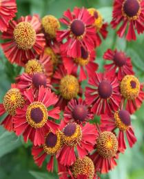 HELENIUM (CLASS- VI)