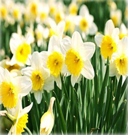 DAFFODIL (NURSERY)