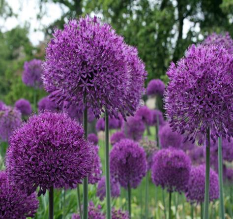 ALLIUM (UKG)